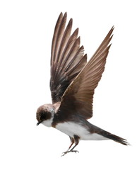 Sand Martin, swallow in flight  isolated on white background, riparia riparia