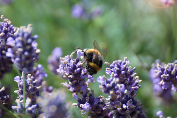 Biene am Lavendel, Close-Up