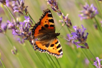 Schmetterling