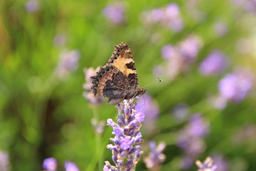 Schmetterling Am Lavendel