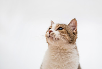 Tabby cat on a white background. Copy space. Adult cat portrait.