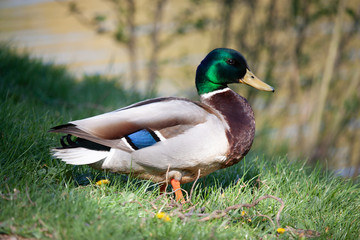 duck on a green grass