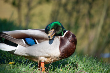 fabulous drake self love