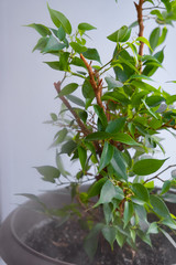 close-up of green juicy ficus leaves in the rays of sunlight on a background of a moisture evaporator