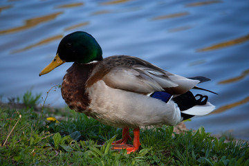 duck on a pond