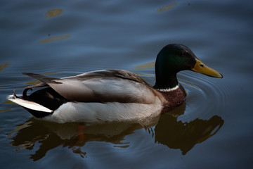 male mallard swimming in a pond