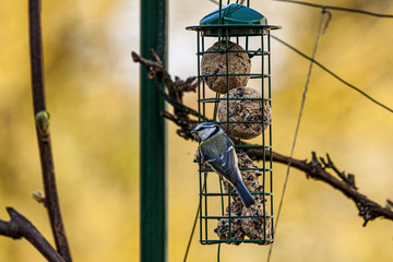 Blaumeise an Futterstelle