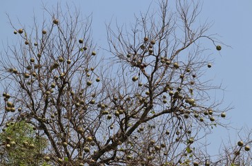 Bael, Aegle Marmelos, Wood Apple or Elephant-Apples Hanging from Its Tree, Also known as Bengal Quince, Stone Apple