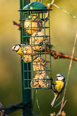 Zwei Blaumeisen an Futterstelle