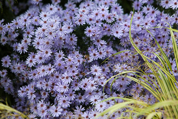 Blue Wood Aster, Blue Heart-leaved Aster, Starwort 'Little Carlow' (Symphyotrichum cordifolium) and...