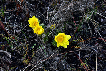 Yellow flowers now spring Adonis, or pheasant's eye Ranunculaceae or