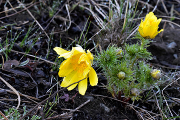 Yellow flowers now spring Adonis, or pheasant's eye Ranunculaceae or
