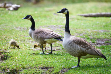 Canada Geese with chicks ( Branta Canadensis ), Teverener Heide Natural Park, Germany