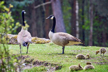 Canada Geese with chicks ( Branta Canadensis ), Teverener Heide Natural Park, Germany