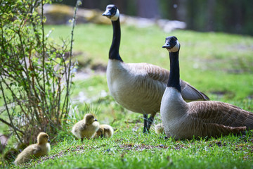 Obraz premium Canada Geese with chicks ( Branta Canadensis ), Teverener Heide Natural Park, Germany