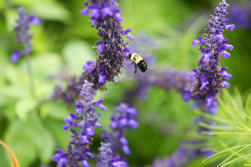 A bumblebee on the Blue lavender salvia (sage) flowers with green blurred background
