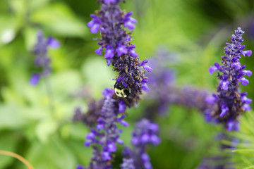 A bumblebee on the Blue lavender salvia (sage) flowers with green blurred background