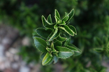 close up of a green plant