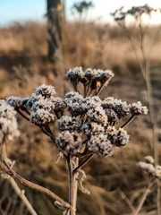 Flowers under the morning snow.