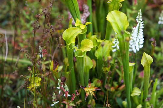 The Carnivorous Pitcher Plants (Pale pitcher, Sarracenia alata) on the field with green and white grass and flowers, macro, autumn.