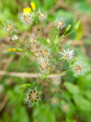 Senecio vulgaris, often known by the common names groundsel and old-man-in-the-Spring, is a flowering plant in the daisy family Asteraceae.