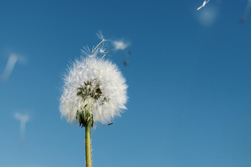 Dandelion on neutral sky background with seed flying away