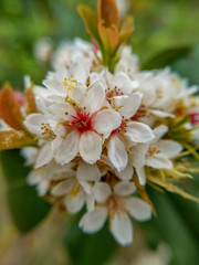 Blooming white cherry branch on blur background.