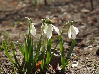 Beautiful spring forest snowdrops close-up