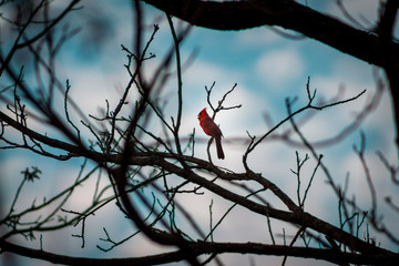Cardinal perched on a brach in a tree on a cloudy spring day in Grand Rapids Michigan