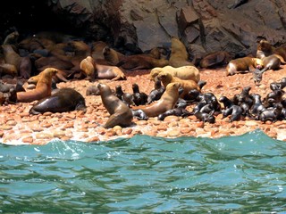 Islas Ballestas - Peru © Andres