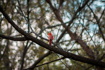 Cardinal perched on a brach in a tree