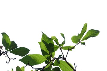A twig of tropical plant leaves with su nlight on white isolated background for green foliage backdrop and copy space 