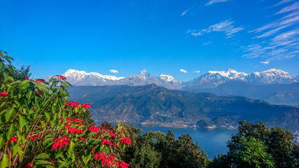 Annapurna Mountain Range Panorama view of Macchapuchre (Fish Tail Mountain) of Pokhara overlooking Phewa Lake, Nepal beautiful flower on the foreground shot during Visit Nepal 2020 Tourist season