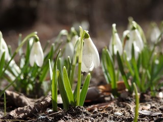 Beautiful spring forest snowdrops close-up