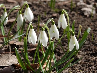 Beautiful spring forest snowdrops close-up