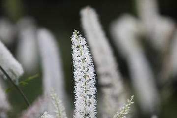 White baneberry (Actaea pachypoda) white flowers in bloom on fall in Botanical Garden. 