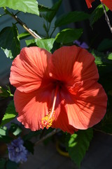 red orange hibiscus flower in garden