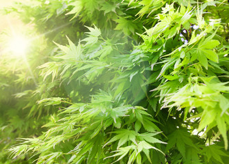 Green bush with big leaves in the city garden on sunrise. Spring nature background, green tree leaves and grass