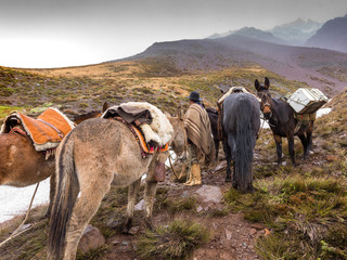 Gaucho with his horses looks at the road to do in the Andes mountain range on a rainy day