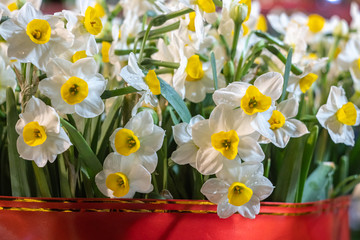 Flower of a daffodil with a yellow center, bunch on the pot
