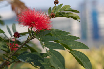 Callinadra Grandiflora and Bees on a summer evening