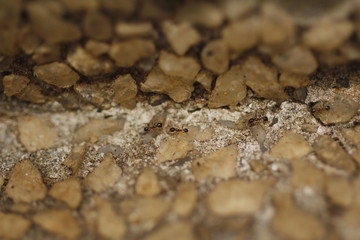Blurred macro photography of ants working.