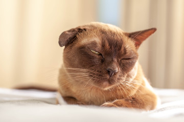 Burmese cat is resting on the bed. The cat has a pathology in the ear