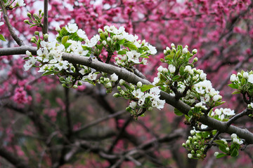 Apple tree spring blossom with white flowers in the garden, close up, blurred pink background. 