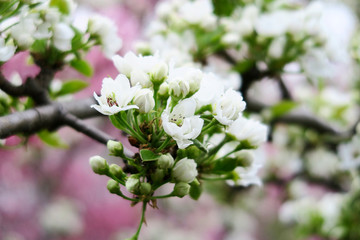 Apple tree spring blossom with white flowers in the garden, close up, blurred pink background. 