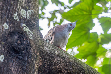 The crested pigeon (Ocyphaps lophotes)sometimes referred to as a topknot pigeon is one of the two only Australian pigeon species, found at Hong Kong Park.