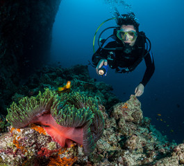 Woman diver discovers anenome and anenome fish on Chaaya Reef, Ellaidhoo, Maldives