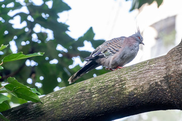 The crested pigeon (Ocyphaps lophotes)sometimes referred to as a topknot pigeon is one of the two only Australian pigeon species, found at Hong Kong Park.