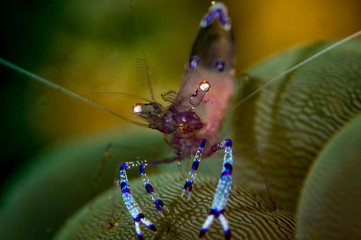 Fototapeta na wymiar Coral Shrimp - Lembeh Straits