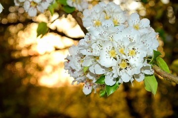 white flowers on the tree